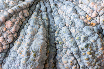 Skin of pumpkin for texture and background.