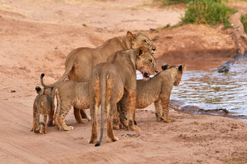 Pride of lions with cubs