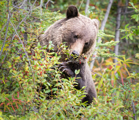 Grizzly bear in the late summer
