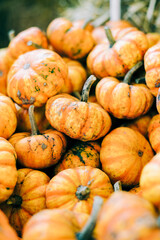 Closeup of beautiful ripe orange pumpkins in fall autumn halloween or thanksgiving pumpkin patch market display,white background text copy space.concept of Halloween
