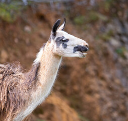 portrait of llama posing in profile