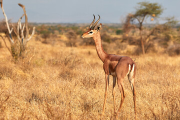 Naklejka na ściany i meble Male gerenuk in Samburu National Park