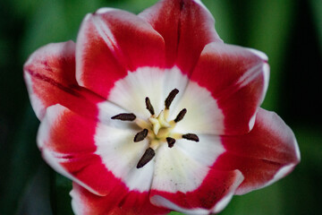 Fototapeta na wymiar red tulip closeup