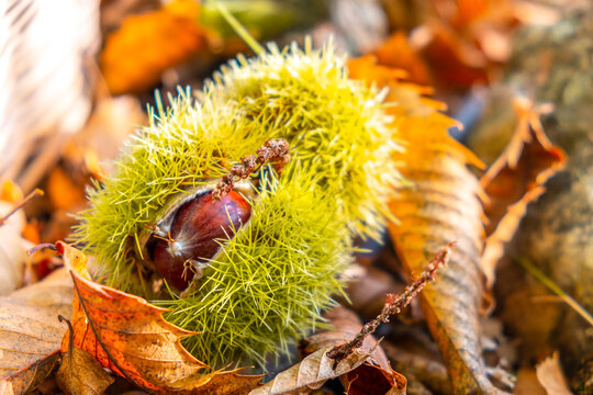 chestnuts shell close up background - harvesting chestnut in forest with autumn foliage ground