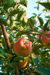 Fresh and juicy apples ready for harvest in the apple plantation  