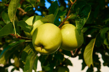 Fresh and juicy apples ready for harvest in the apple plantation  