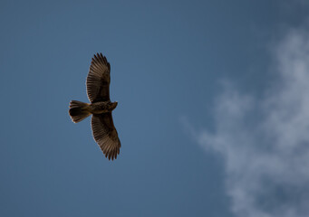 Hawk Flying with blue sky 