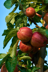 Fresh and juicy apples ready for harvest in the apple plantation  