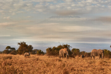 Fototapeta na wymiar A herd of elephants in front of the Kilimanjaro