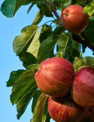 Fresh and juicy apples ready for harvest in the apple plantation  