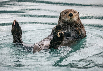 Resurrection Bay Sea Otter