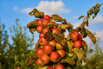 Fresh and juicy apples ready for harvest in the apple plantation  