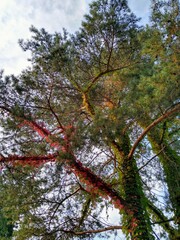 trees in autumn