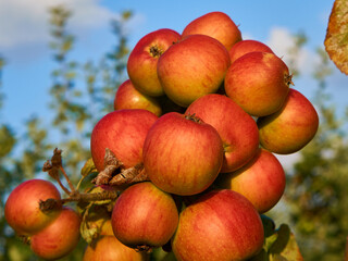 Fresh and juicy apples ready for harvest in the apple plantation  