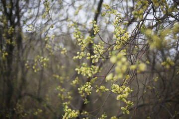 Young fresh green leaves/foilage appear on a tree branch. Spring is coming. New beginning. Copy space for text. 