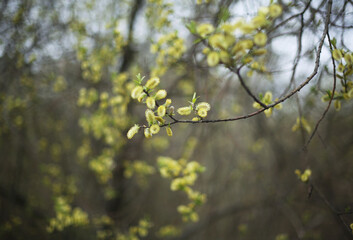 Young fresh green leaves/foilage appear on a tree branch. Spring is coming. New beginning. Copy space for text. 