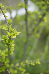 Close up of new fresh green leaves appear on a tree. Spring is coming. Greenery in a park. Copy space for message. 