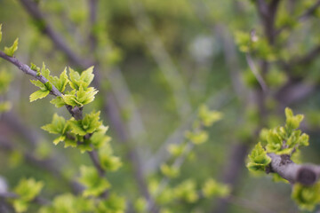 Close up of new fresh green leaves appear on a tree. Spring is coming. Greenery in a park. Copy space for message. 