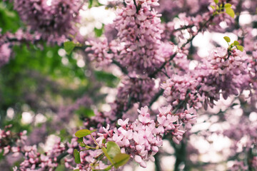 Beautiful pink cherry blossom tree branches in full bloom in the garden or park. Spring background with shallow depth of field. 
