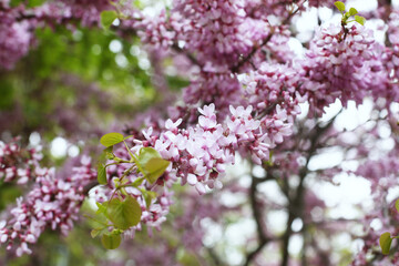 Fototapeta premium Beautiful pink cherry blossom tree branches in full bloom in the garden or park. Spring background with shallow depth of field. 
