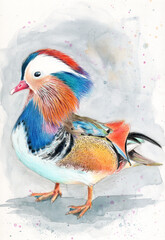 Watercolor pencil illustration of a colorful mandarin duck on a grey background