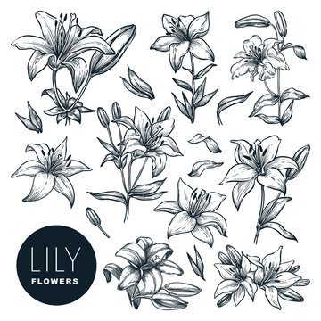 Lily flowers set, isolated on white background. Vector hand drawn sketch illustration. Floral nature design elements