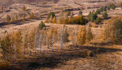Autumn birches with yellow-red foliage on a background of brown dried grass in a meadow, aerial