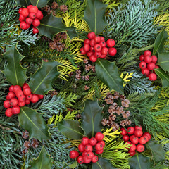 Natural background with winter holly & coniferous cedar cypress fir leaves with small pine cones....