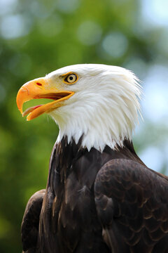 Portrait of a famous American eagle