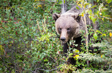 Grizzly bear eating buffaloberries