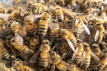 Abeille qui font la grappe