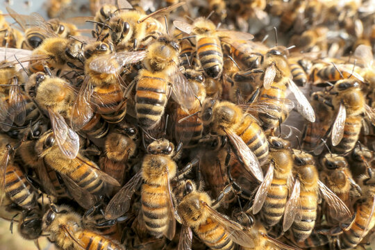 Abeille qui font la grappe