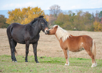 Obraz premium Mule and pony buddies socialize play in Autumn pasture