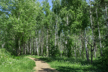 Birch wood on the Tsaryov Kurgan in Samara Region.