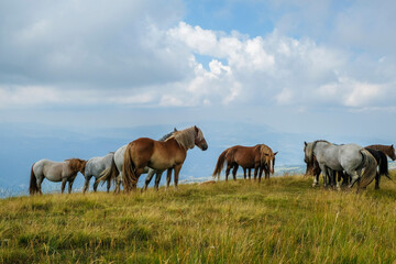 Obraz premium wild life