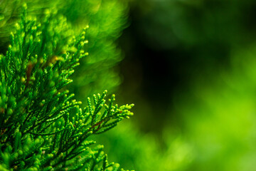 Green pine leaves in forest with blurred nature green background. - Christmas concept.