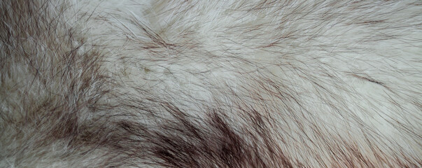close up of fur texture
