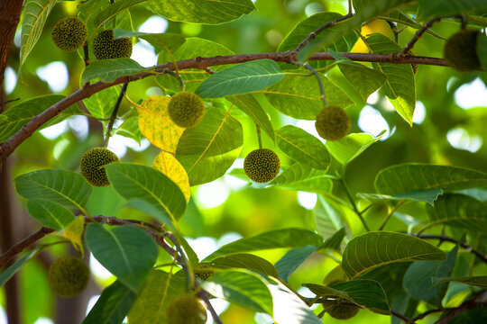 Close view of Anthocephalus indicus, also known as burflower tree,