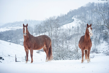 Quarter Horses in winter snow