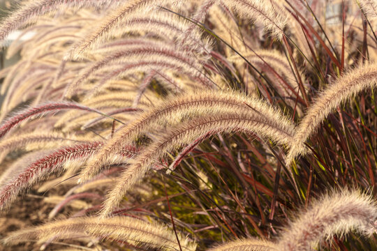 Background of brown fluffy grass