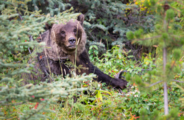 Grizzly bear eating buffaloberries