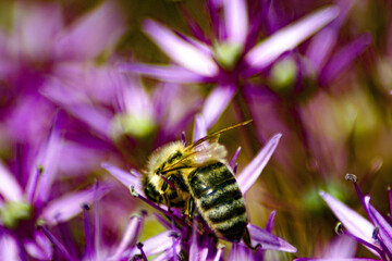 bee on a flower