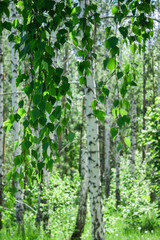 Birch wood on the Tsaryov Kurgan in Samara Region.