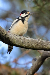 great spotted woodpecker