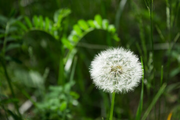 The dandelion's seedhead (lat. Taraxacum officinale)