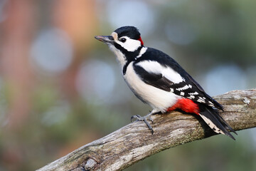 great spotted woodpecker