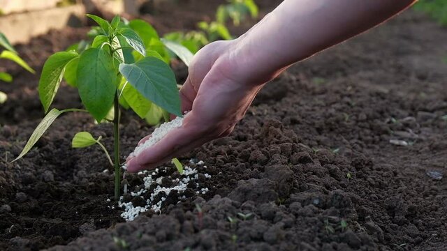 Hand giving synthetic fertilizers to accelerate plant growth, close-up.