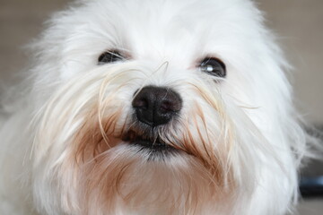 maltese dog funny faces