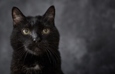 Portrait of a black cat on grey studio background (Turkish Angora mixed-breed)