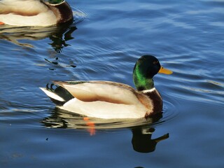 Swimming male ducks in the blue lake of the Bikás park in a winter day in Budapest, Hungary